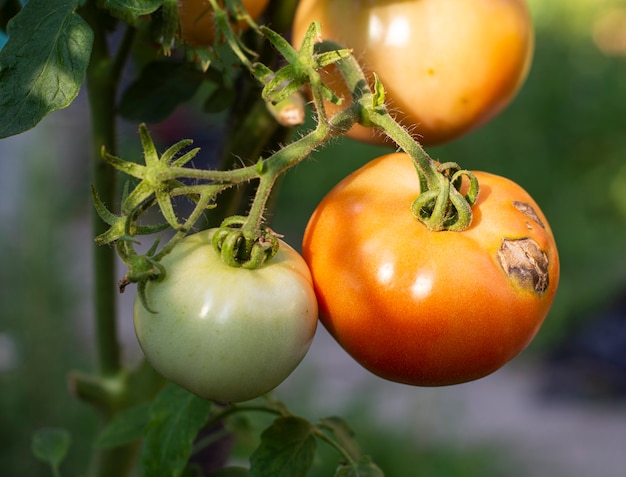 Tomates doentes no jardim, os vegetais infectados com a requeima