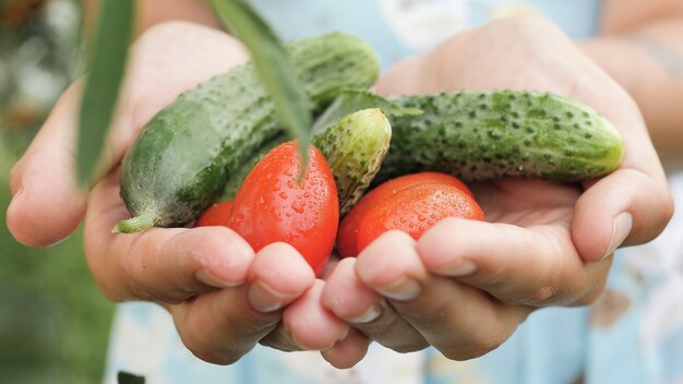 Tomates e pepinos. Mãos femininas segura vários tomates frescos e lindos pepinos nas palmas das mãos em dia ensolarado. Vista de perto