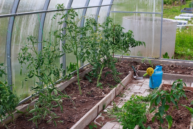 Tomates e pimentas em uma estufa. Jardinagem e conceito de rega