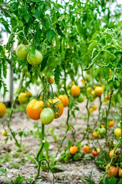 Tomates ecológicos en invernadero. Racimos de tomates.