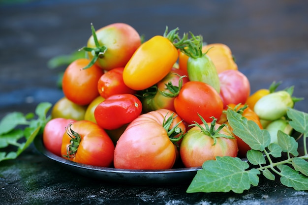 Tomates em chapa de metal