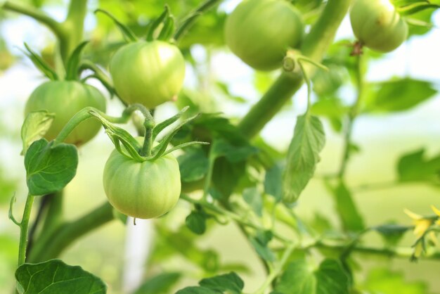 Tomates em um galho de jardinagem verde