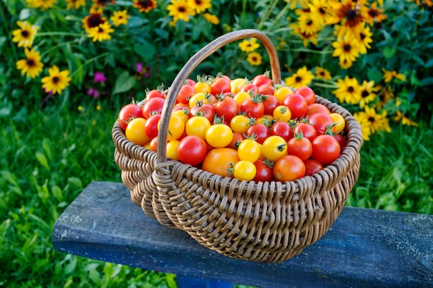 Tomates em uma cesta de madeira em um jardim.