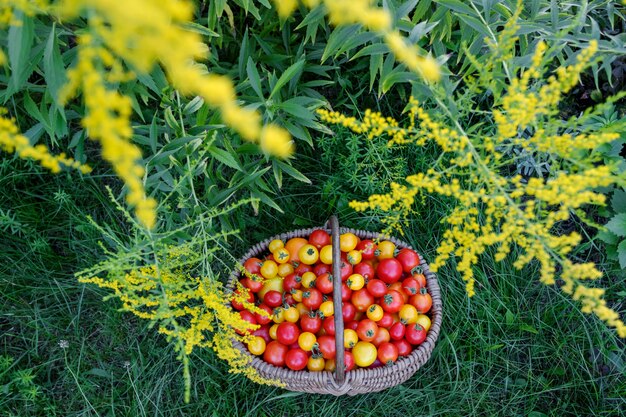 Tomates em uma cesta de madeira em uma grama.