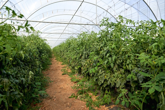 Tomates em uma estufa. Horticultura. Vegetais. Agricultura.