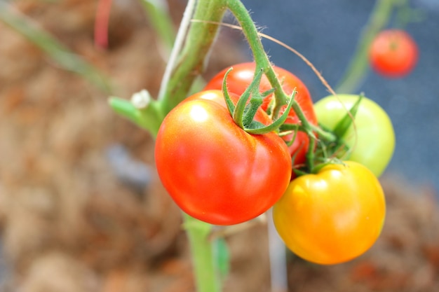 Los tomates frescos en el concepto de árbol de producto agrícola y agricultura