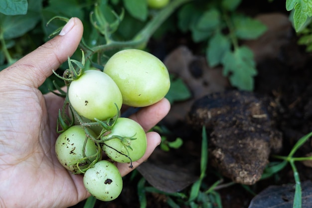 Tomates frescos da horta da árvore