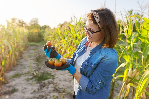 Tomates frescos e rasgados do jardim nas mãos. Jardineira de mulher, hobby e lazer cultivando vegetais de alimentos orgânicos. Horta verão outono, canteiros com milho, cópia espaço