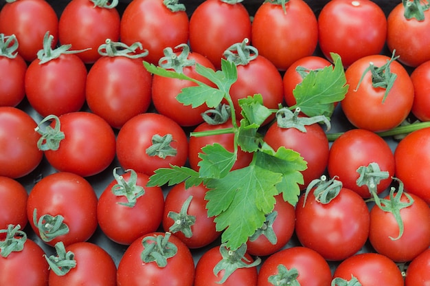 Tomates frescos para el fondo con perejil.