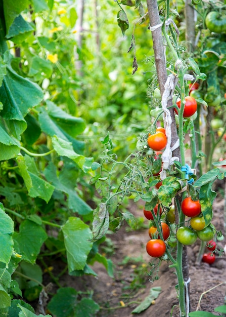 Tomates frescos en el invernadero. Estilo rústico. Hortalizas orgánicas naturales. Enfoque selectivo de luz natural