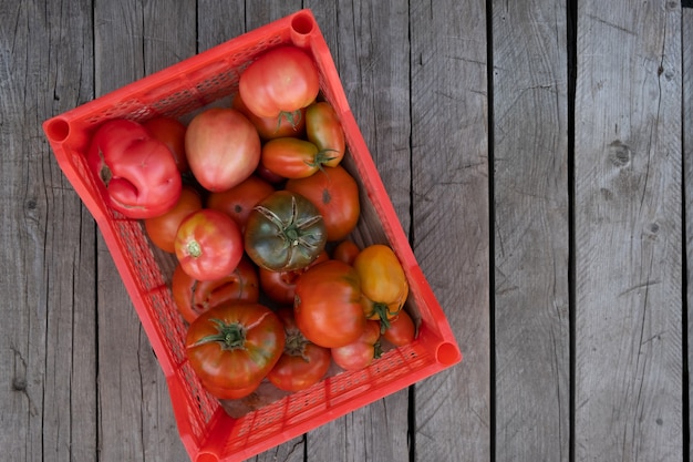 Tomates frescos y saludables almacenados en una caja de plástico.