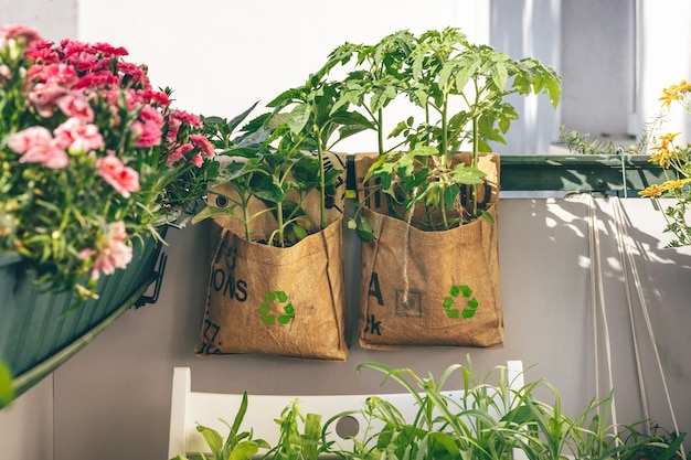 Tomates y girasoles crecen en bolsas reutilizables para plantas