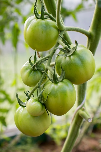 Los tomates inmaduros crecen en un invernadero de primer plano. concepto de cultivo de hortalizas ecológicamente limpias.