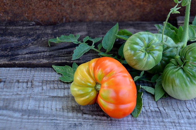 Foto tomates inmaduros en una rama en un antiguo fondo de madera estilo de granja de cosecha enfoque borroso