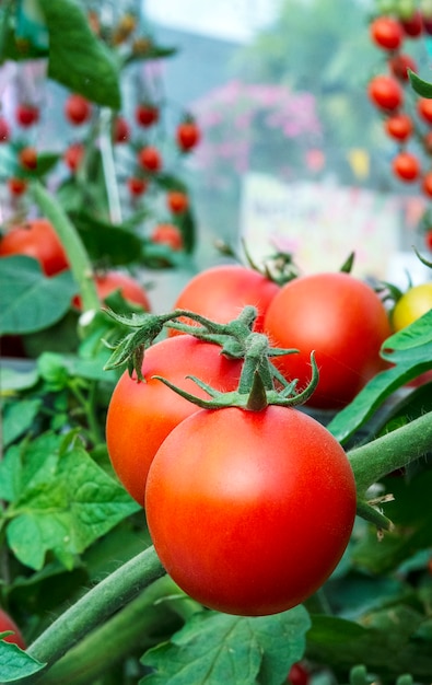 Tomates en el jardín, huerto con plantas de tomates rojos.