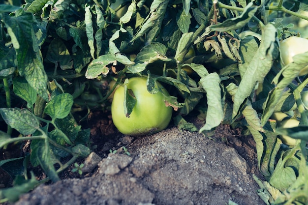 Tomates en un jardín verde