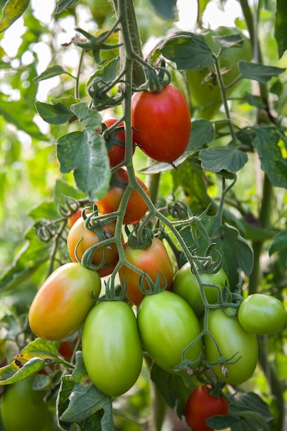 Tomates en el jardín