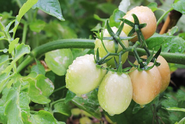 Tomates en el jardin