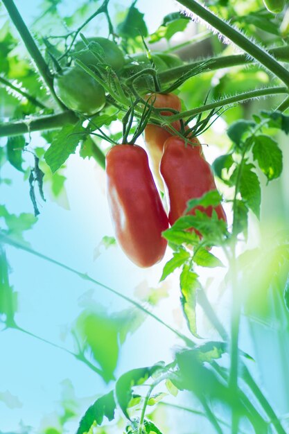 Tomates largos en plantas en granja de invernadero hidropónico Tomates largos en invernadero