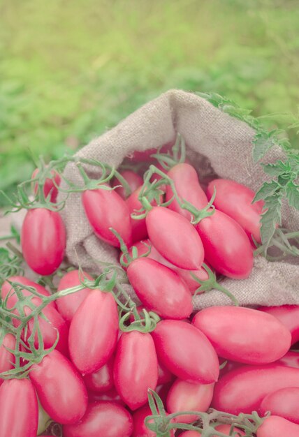 Tomates longos cor-de-rosa na bolsa de lona. Tomate longo fresco em uma mesa de madeira.