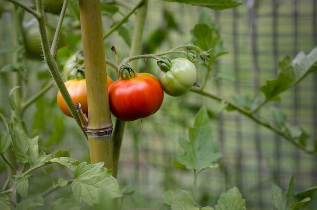 Tomates madurando en el greenhous.