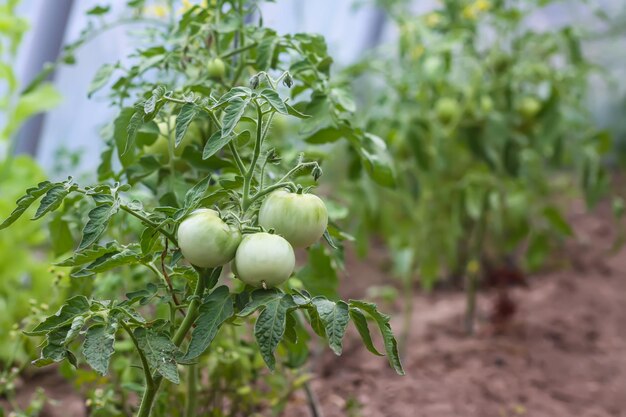 Tomates madurando en invernadero Verduras de granja orgánica