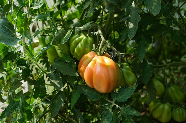 Tomates maduros colgando entre las hojas en ramitas en el invernadero