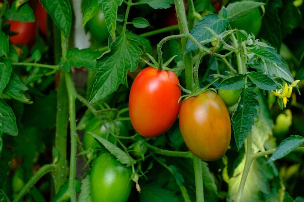 Tomates maduros de color rojo brillante en el jardín de Bush