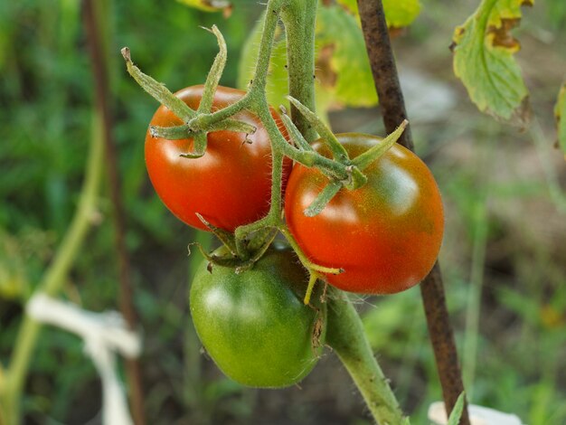 Tomates maduros crescendo em arbustos no jardim