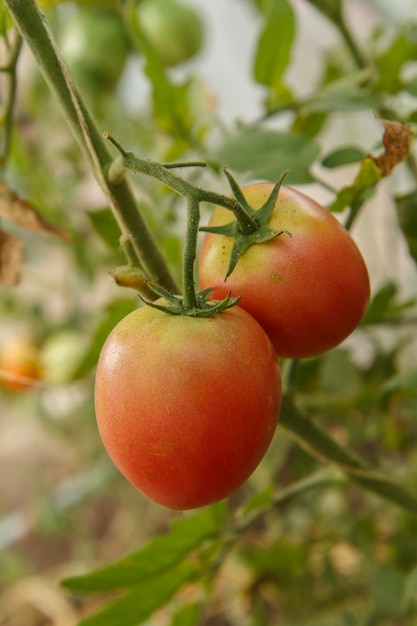 Tomates maduros crescendo em arbustos no jardim