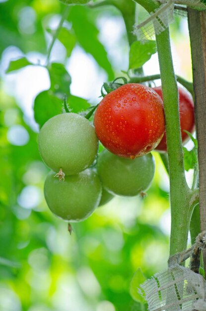 Tomates maduros e inmaduros en granja hidropónica Tomates en un invernadero Estilo de vida lento Plantas hidropónicas de tomate en invernadero