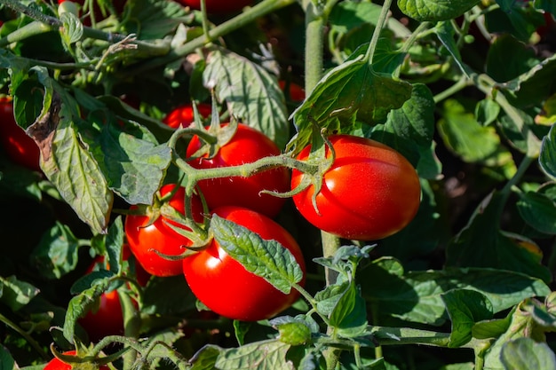 Tomates maduros e vermelhos estão pendurados no arbusto.