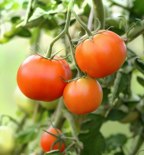 Tomates maduros frescos crescendo na videira