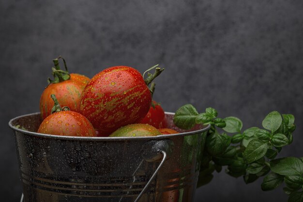 Tomates maduros frescos e erva de manjericão em um balde de metal molhado depois da chuva. parede escura.