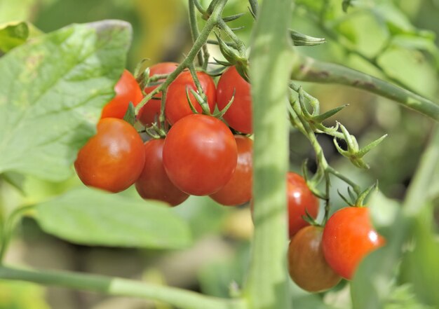 Tomates maduros frescos no jardim