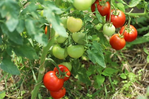 Foto tomates maduros en invernadero