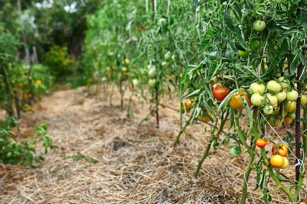 Tomates maduros en el jardín, vegetales rojos frescos colgando de la rama de producción de vegetales orgánicos, cosecha de otoño.