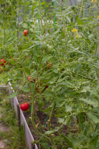 Foto tomates maduros na estufa colheita de culturas maduras jardinagem