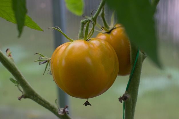 tomates maduros na estufa Colheita de culturas maduras jardinagem