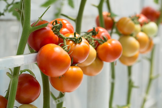 Tomates maduros naturais crescendo em um galho em uma estufa