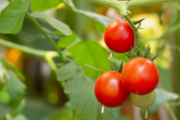 Tomates maduros naturales que crecen en una rama en invernadero.