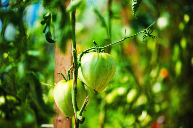 Tomates maduros naturales que crecen en una rama en un invernadero