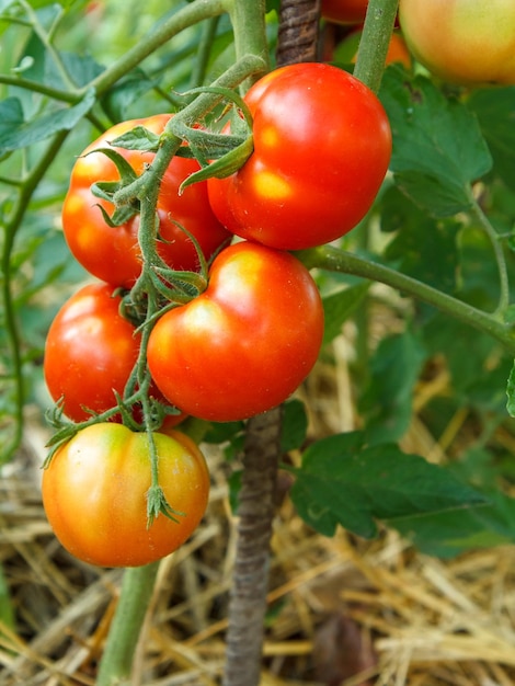 Tomates maduros que crecen en arbustos en el jardín