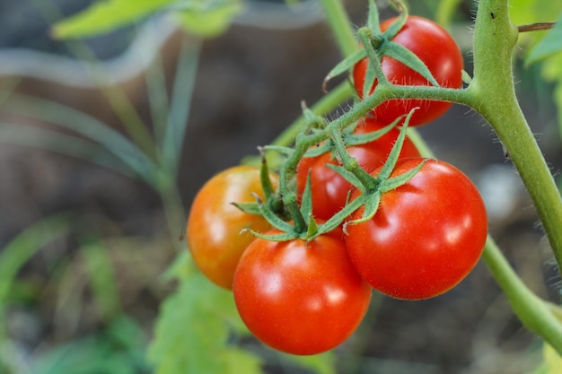 Tomates maduros que crecen en arbustos en el jardín