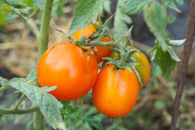 Tomates maduros que crecen en arbustos en el jardín