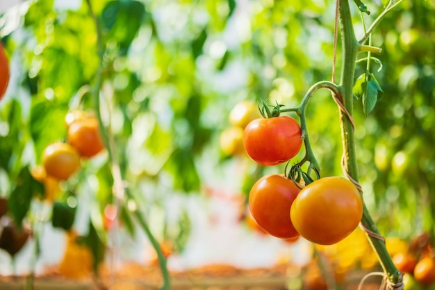 Tomates maduros rojos frescos colgando de la planta de vid que crece en huerto orgánico