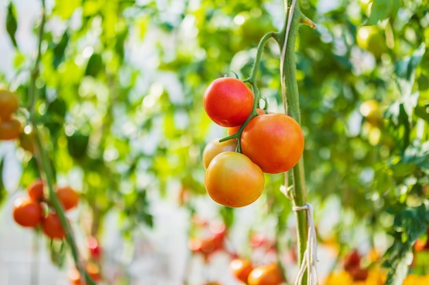 Tomates maduros rojos frescos colgando de la planta de vid que crece en huerto orgánico