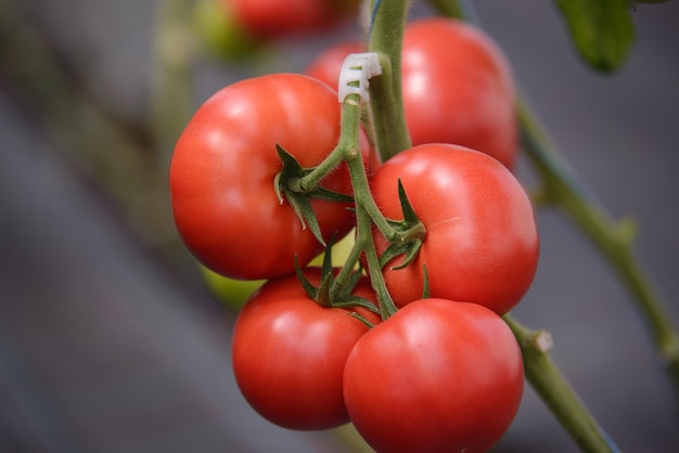 Tomates maduros são cultivados em estufa. Close up