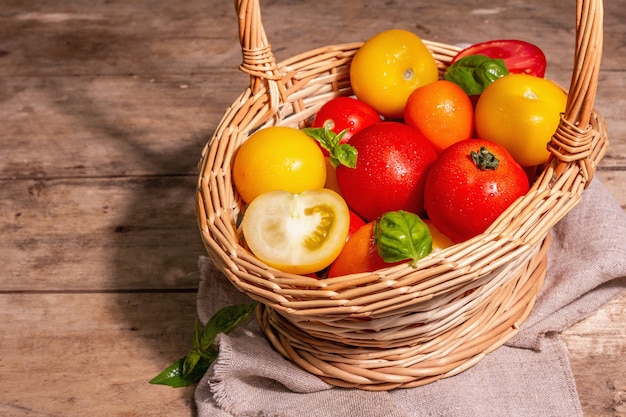 Tomates maduros variados com manjericão fresco. Novos vegetais de colheita em uma cesta de vime. Fundo de madeira antigo, copie o espaço