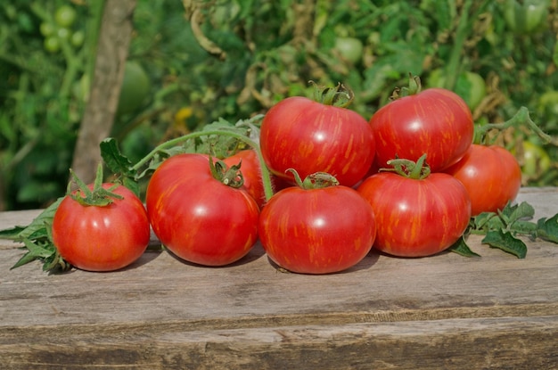 Tomates en la mesa de madera Montón de tomates frescos en la mesa de madera Concepto de producto natural Fondo de alimentos macro Berkeley Tie Dye tomates rosados